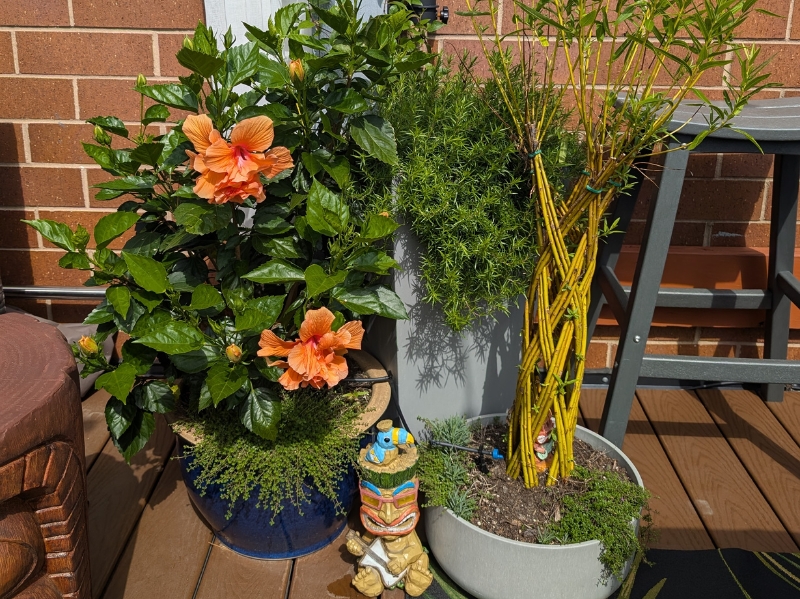 Hibiscus Bush photo with peach blooms
