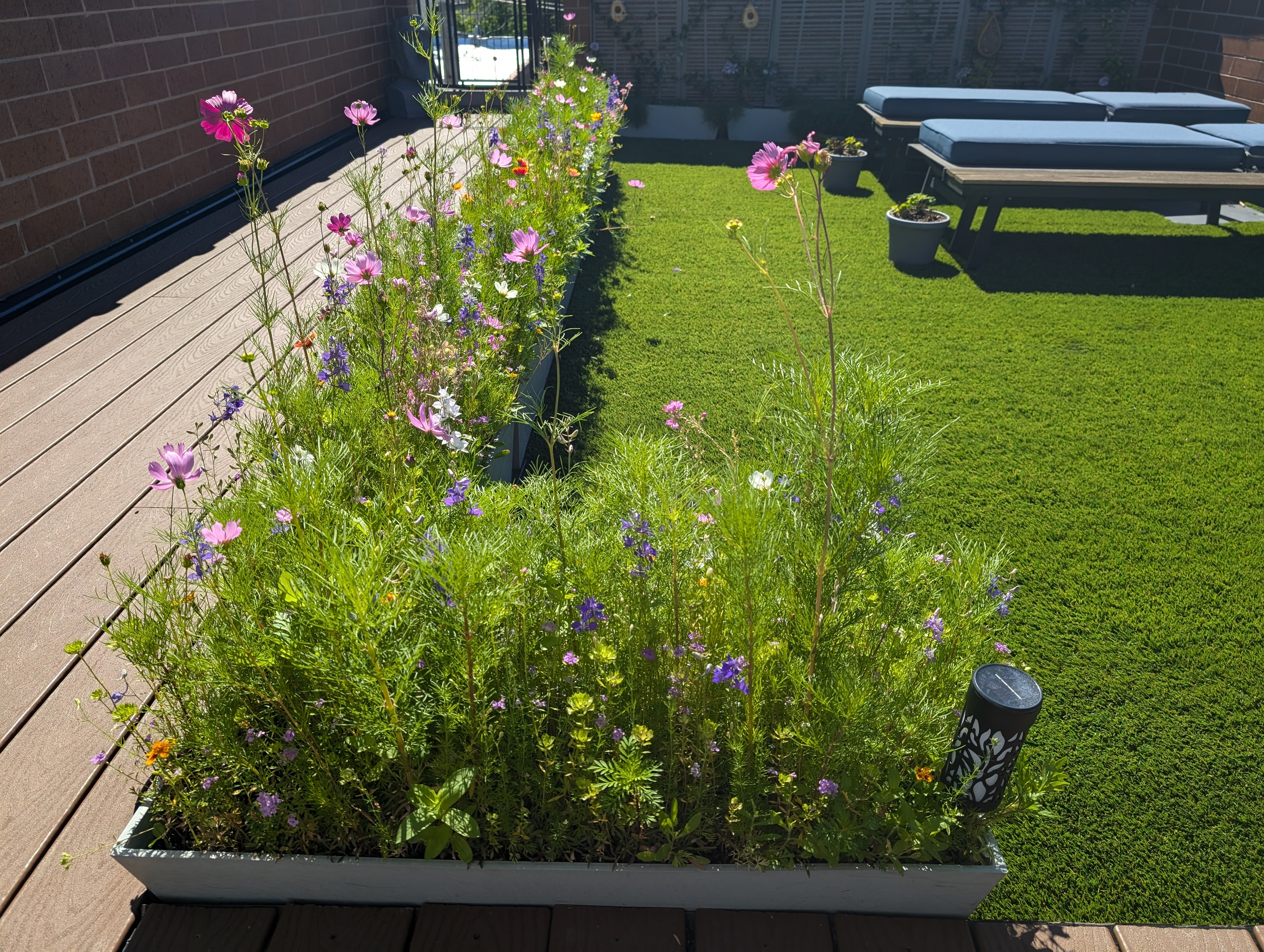 Wildflowers